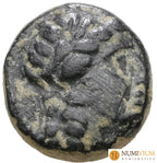 ANTIOCO II THEOS (261‑246 a. C.). Cobre