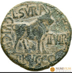 CELSE (Velilla del Ebro Zaragoza). As.Epoca de Augusto (27 a.C.-14 d.C.). MBC- As